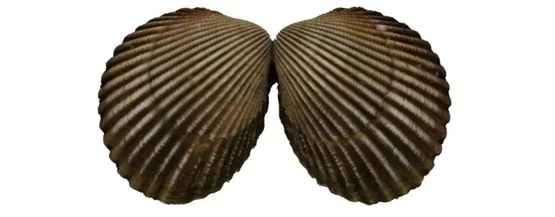 不认识这些海鲜，还敢说吃遍三亚？“三亚发布”能查海鲜限价哦～