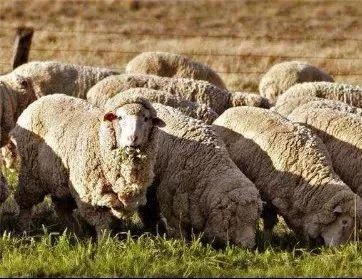 小时候有个算命先生算我黄袍加身,小时候算命的说我有黄袍加身