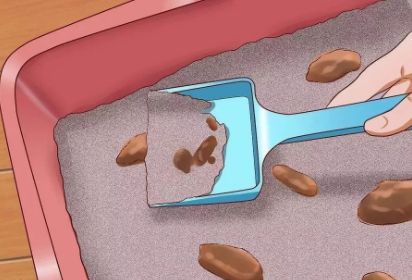 猫咪便秘吃肠道处方粮,猫咪便秘按摩肚子手法