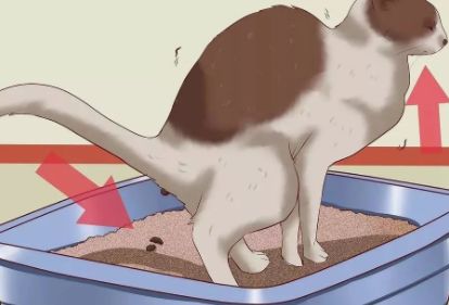 猫咪便秘吃肠道处方粮,猫咪便秘按摩肚子手法