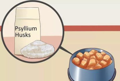 猫咪便秘吃肠道处方粮,猫咪便秘按摩肚子手法