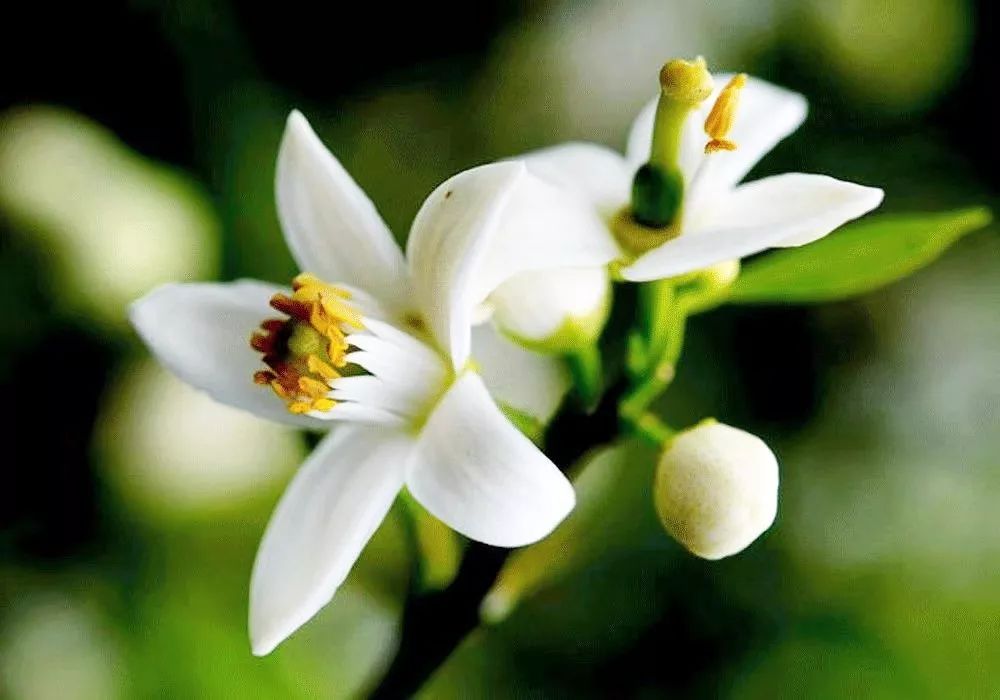 有没有400块钱的大牌香水,三支大牌香水