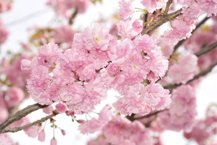 祖玛珑香水和圣罗兰哪个档次高,祖玛珑香水五件套