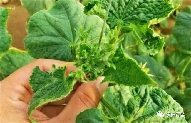 黄瓜得龙头疫病怎么治,黄瓜龙头出现问题