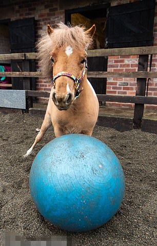 英小马驹酷爱踢足球运球有模有样被专业球队接纳