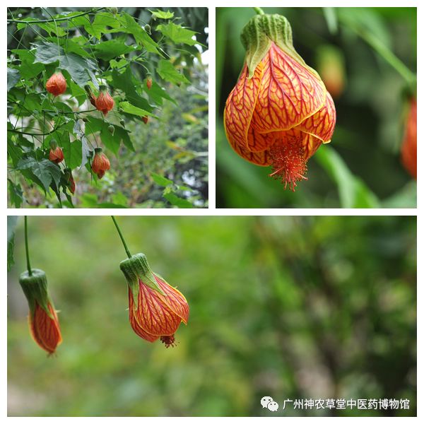 待春花烂漫赏樱花盛开,春花怒放等你来