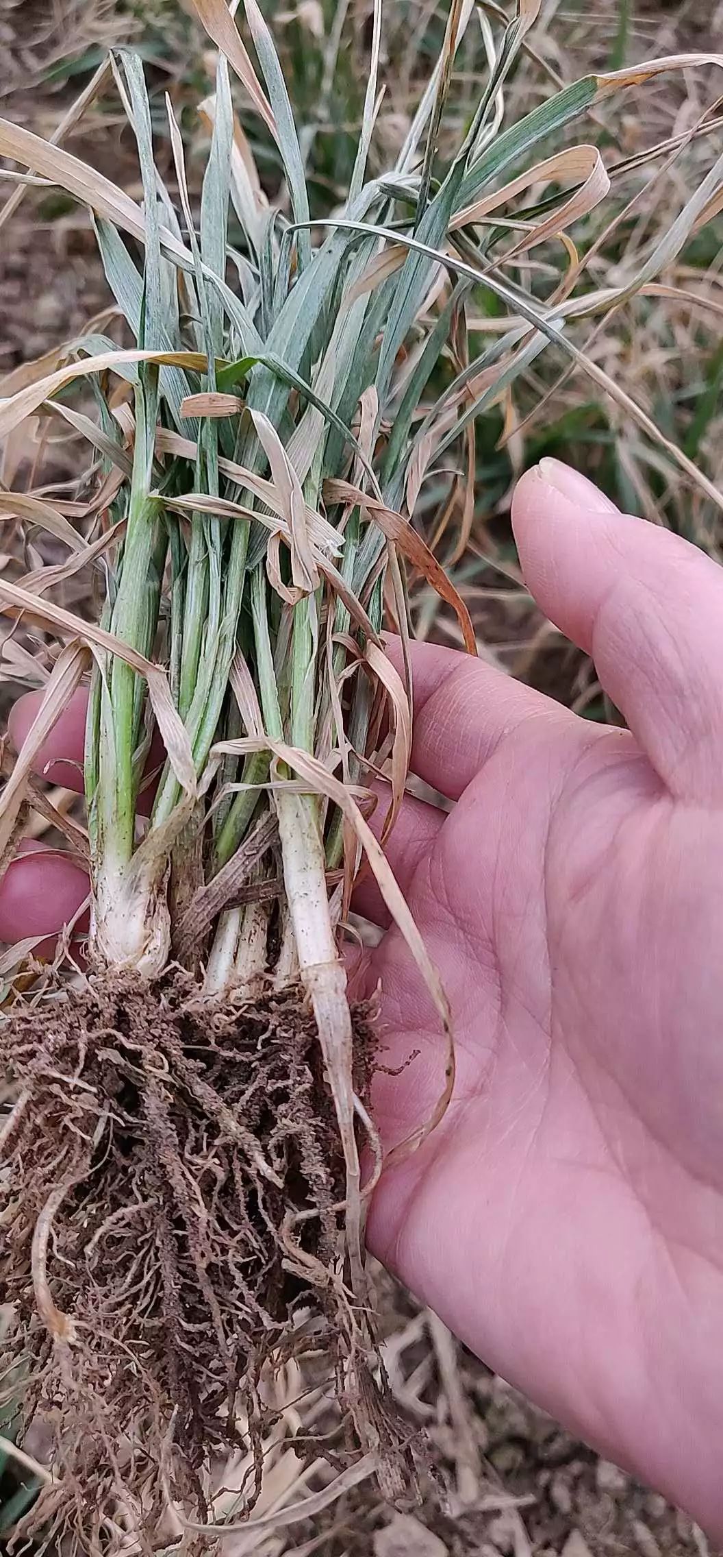 小麦最近发黄是什么原因造成,多地小麦出现发黄枯死现象