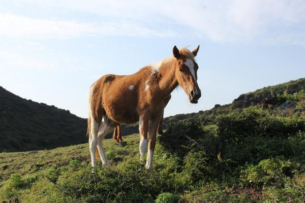 济州岛自由行包车旅游攻略,济州岛一日游包车