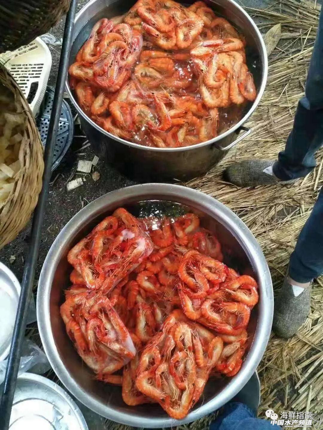 饭店做的白灼虾为啥那么好吃,大排档的白灼虾为什么那么鲜甜