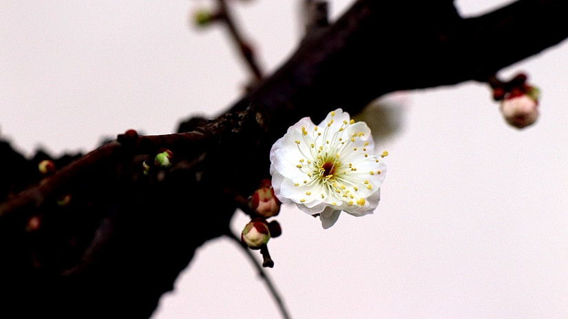 鄢陵中原花木博览会门票,鄢陵中原花木博览园电话