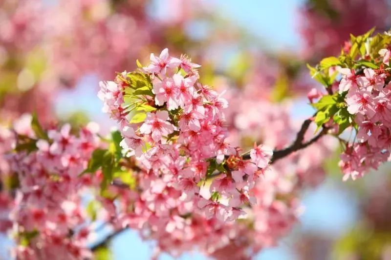 「收藏」不能错过的小美好！上海12个月行走指南来啦