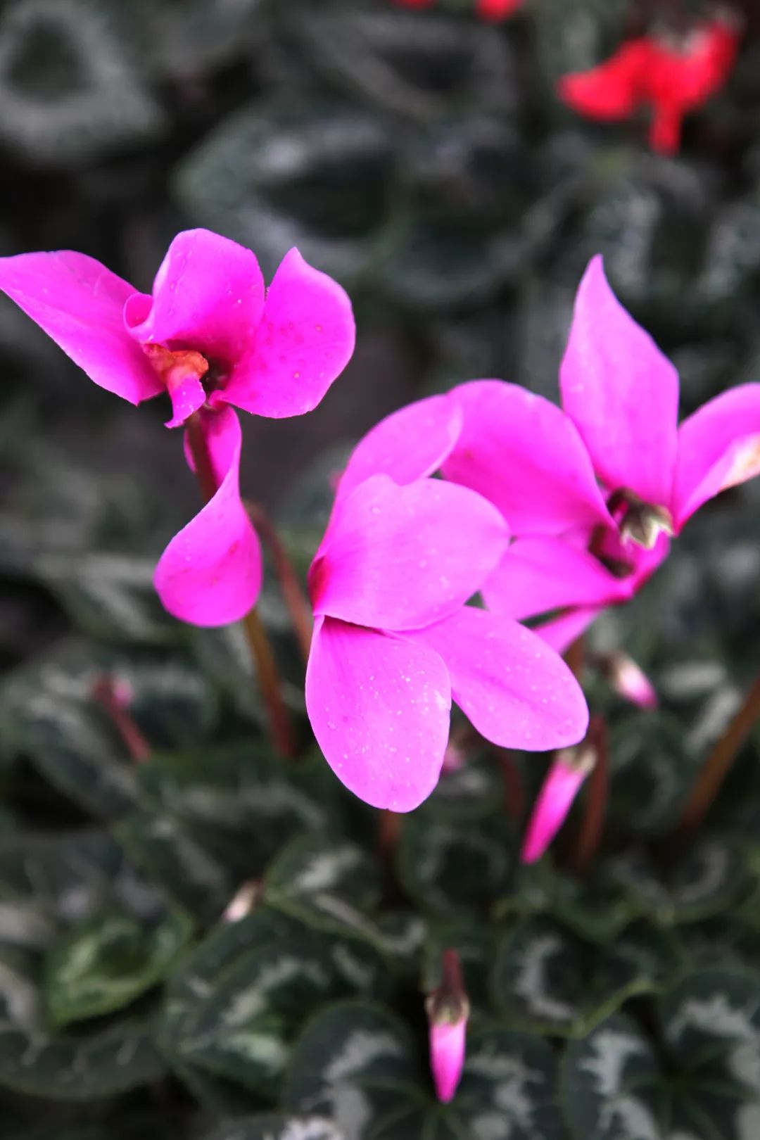 喜庆年宵花,盘点最受欢迎的十大年宵花
