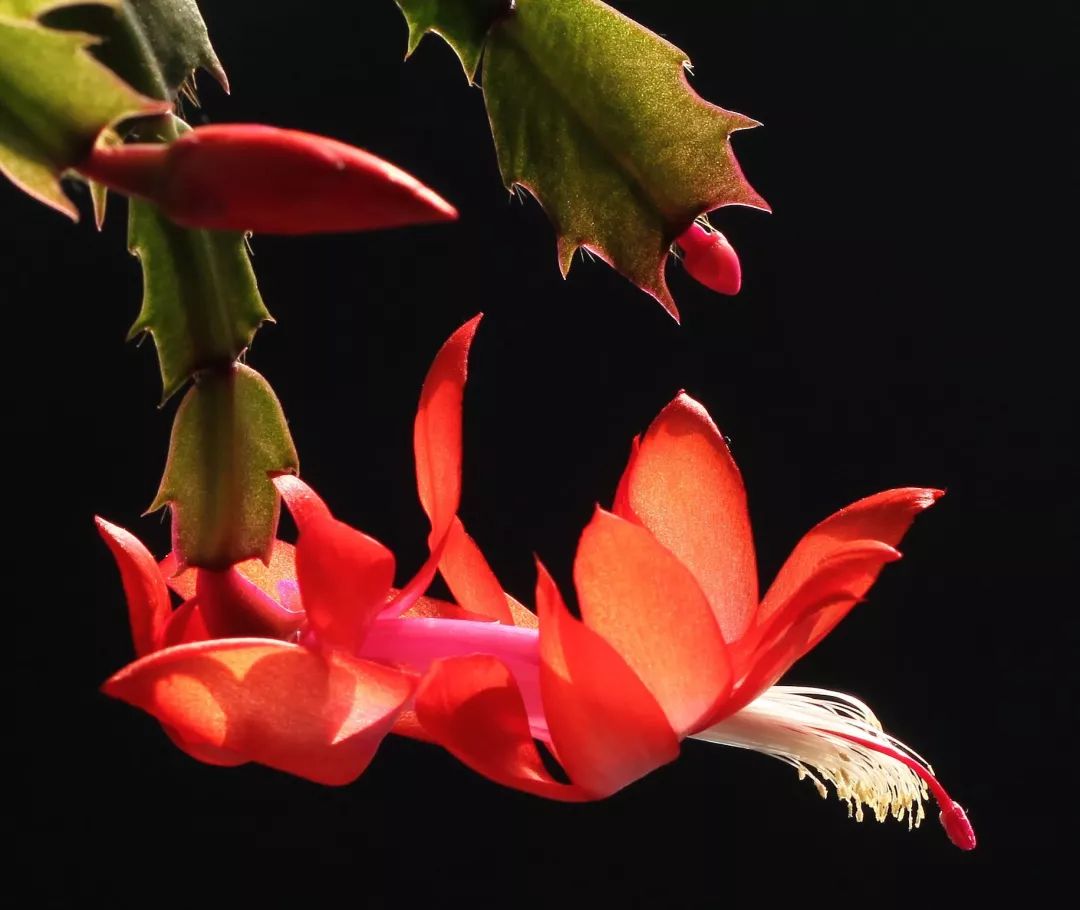 喜庆年宵花,盘点最受欢迎的十大年宵花