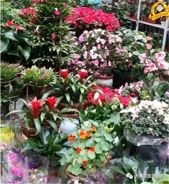 大连免费赏花好去处,逛遍大连