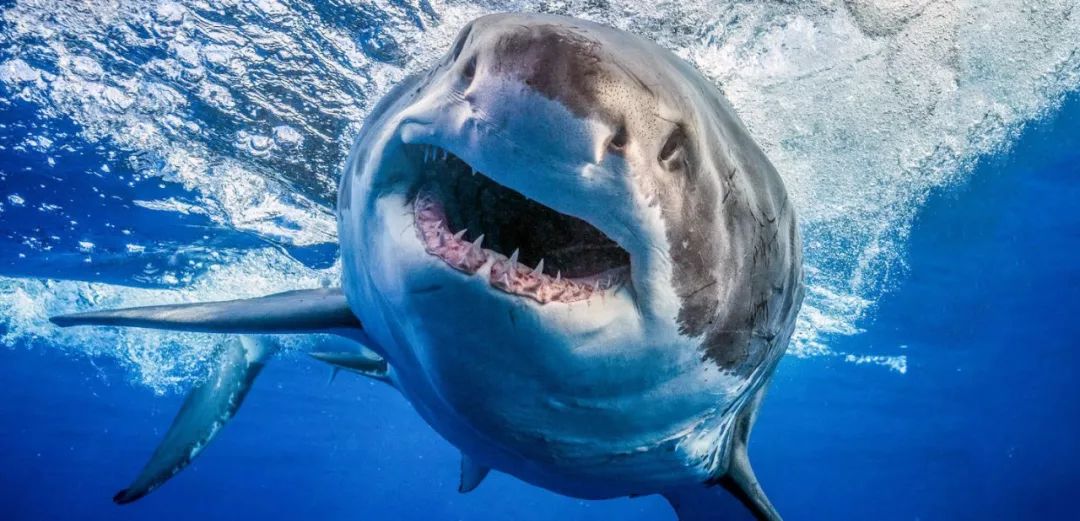 被北极熊追杀，抓拍鲨鱼咬向自己的瞬间……68岁摄影师玩命告诉你：为什么外国人这么少？