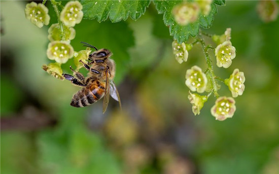 松花粉是最好的保健食品,松花粉的营养价值及食用方法