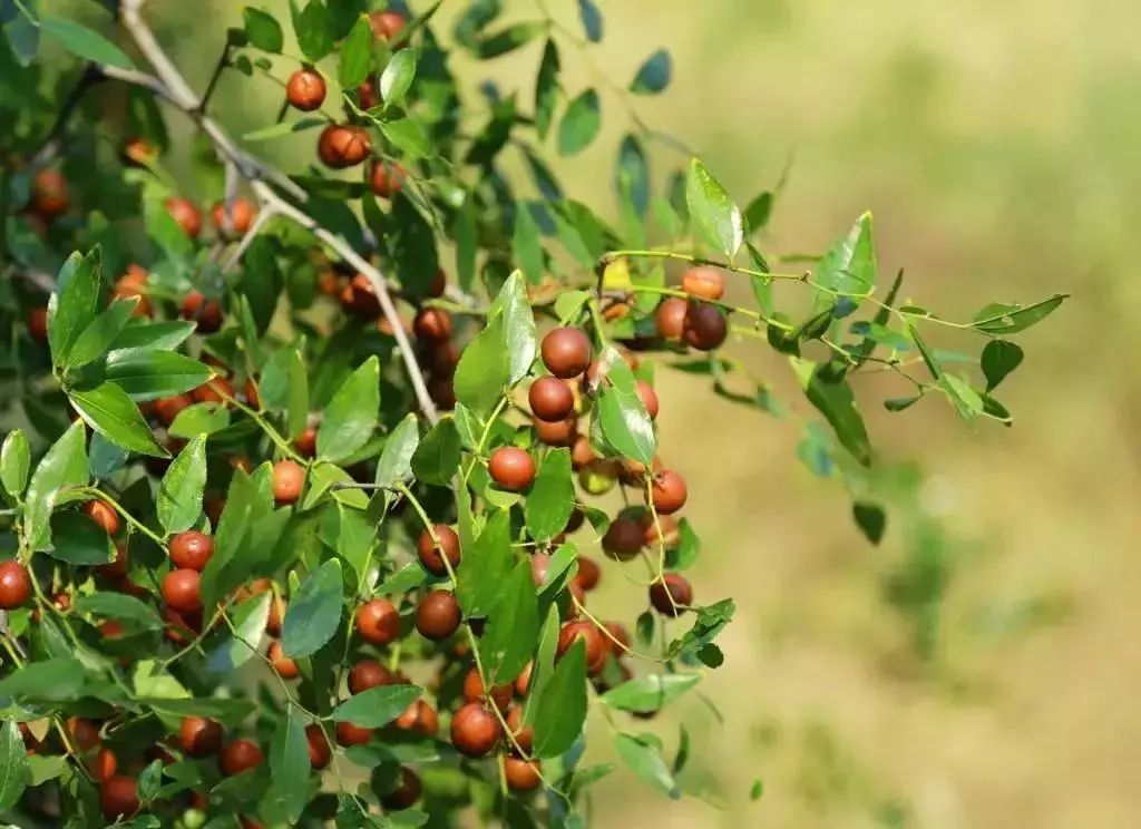 长时间失眠喝什么能助眠,晚上失眠吃最简单东西改善