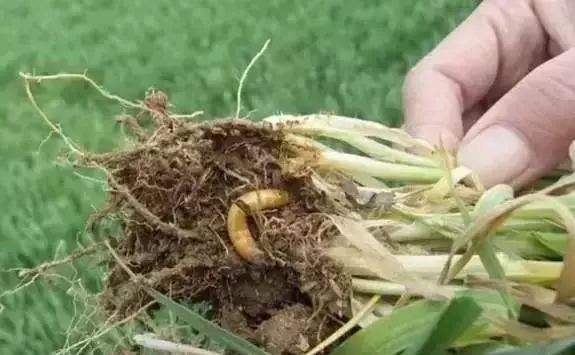 8种农药防治蔬菜害虫的药效试验,蔬菜害虫最佳防治方法