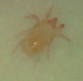 8种农药防治蔬菜害虫的药效试验,蔬菜害虫最佳防治方法