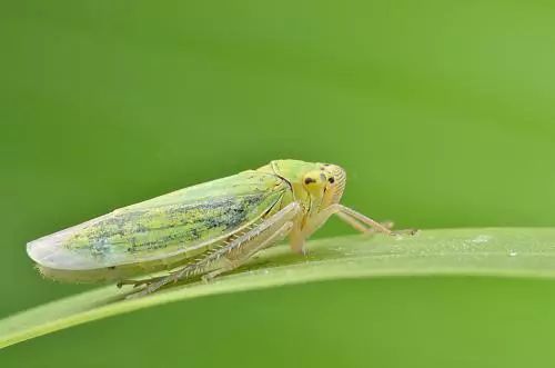 8种农药防治蔬菜害虫的药效试验,蔬菜害虫最佳防治方法