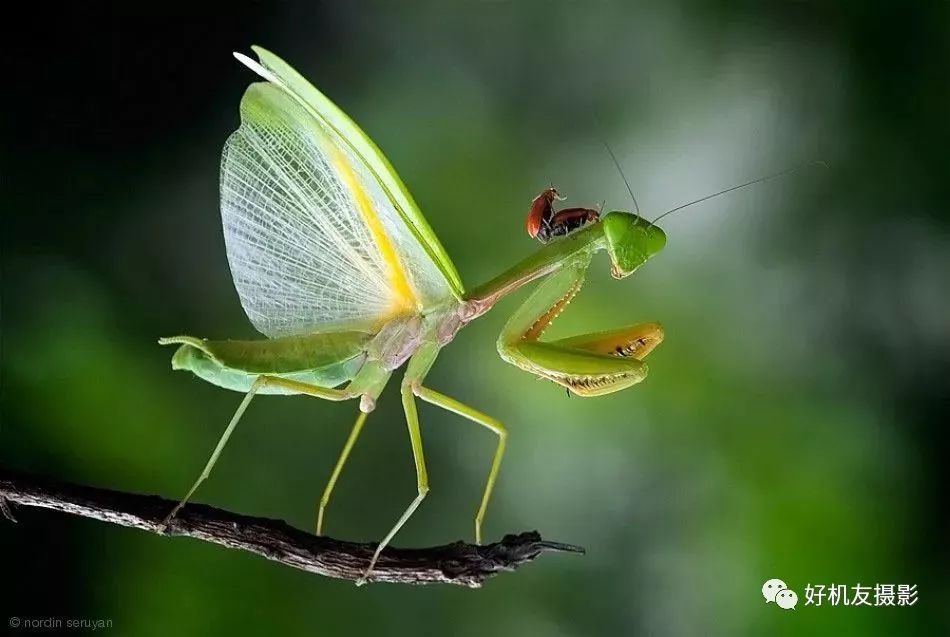 新手必须掌握的7个微距摄影技巧,光影留情谈微距拍摄技巧