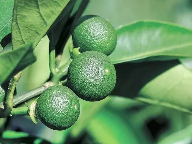 现在市场上脱发育发露有效果吗,防脱育发露对雄激素脱发有效果吗