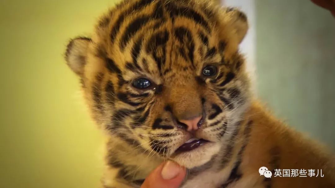 野生大熊猫凶残的一面蜜袋鼯,蜜袋鼯和龙猫哪个寿命比较长