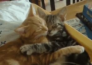 猫咪呜呜呜的叫是什么意思,猫咪呜呜呜的跑来跑去