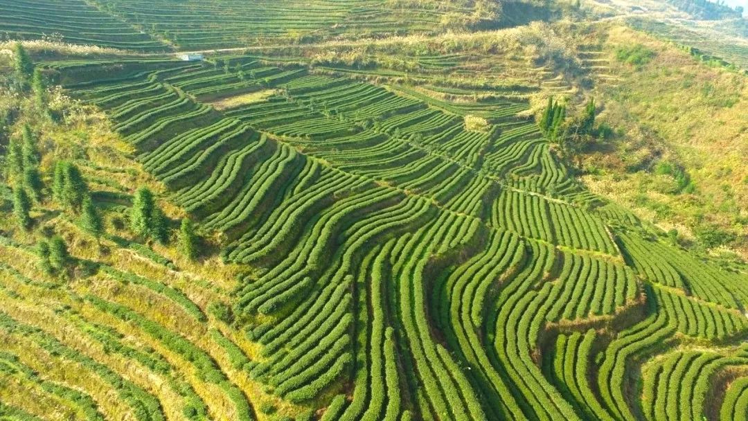 “村头”走向世界有多远？秀山296个电商网点让土货轻松变网货