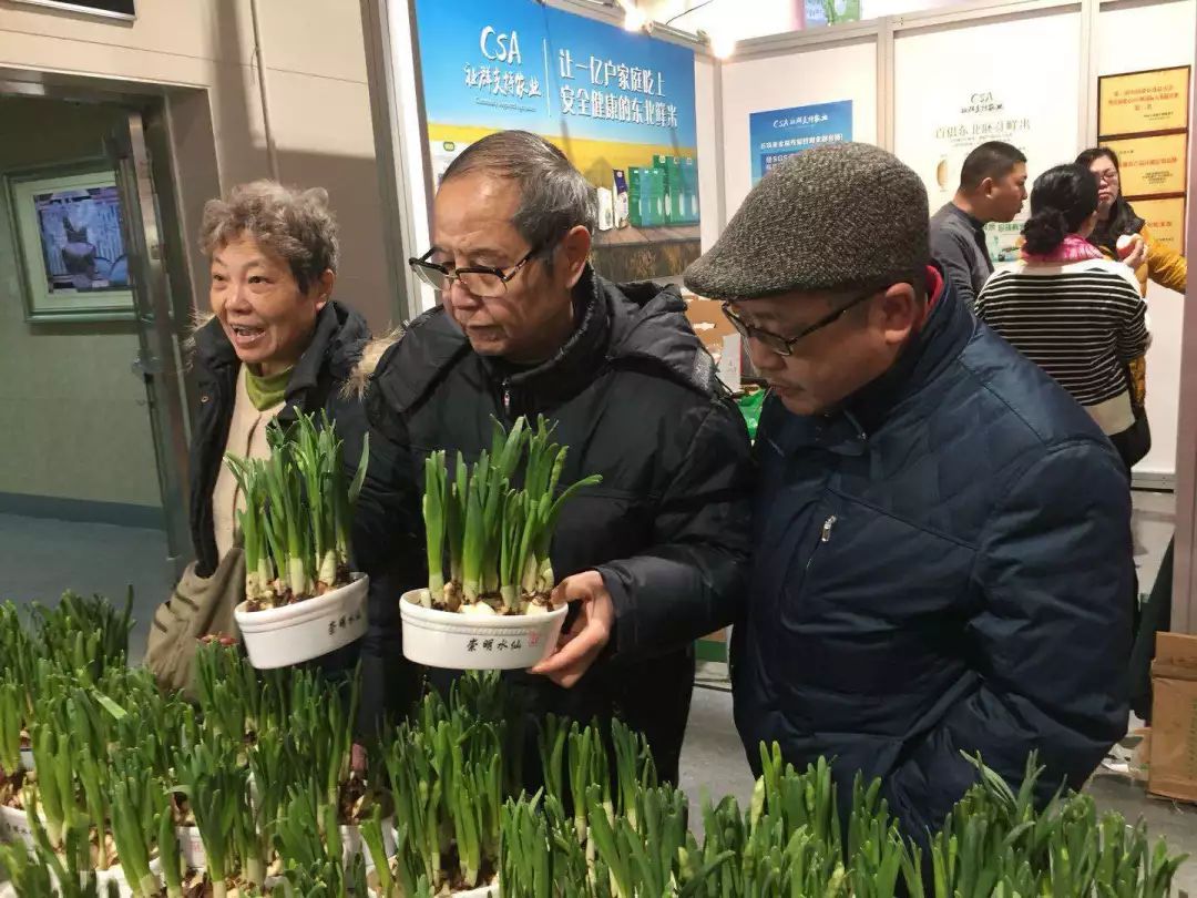 沪郊冬魅｜寒冬岁杪，清供一盆馨香，又到一年水仙时