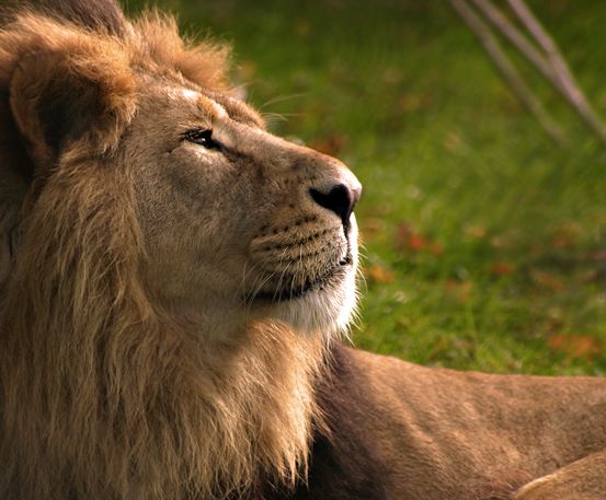 狮子和舞狮是外来文化？