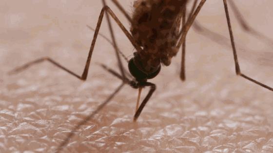 泰国青草膏驱蚊止痒防蚊虫叮咬,泰国蚊子叮咬止痒膏