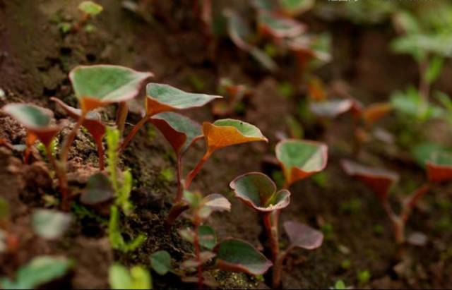 美食|贵阳不光是辣味的,还有一种味道叫折耳根!