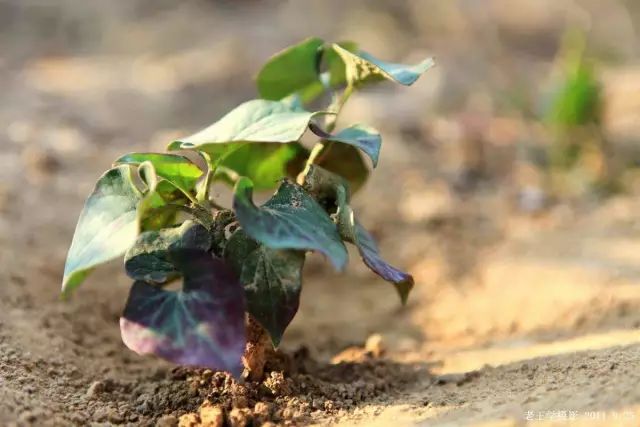 贵阳不光折耳根还有很多美食,贵阳美食里有特色米饭