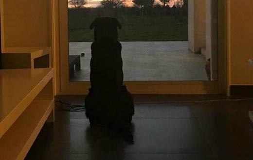 萨拉死因是什么,萨拉坠机死亡后续