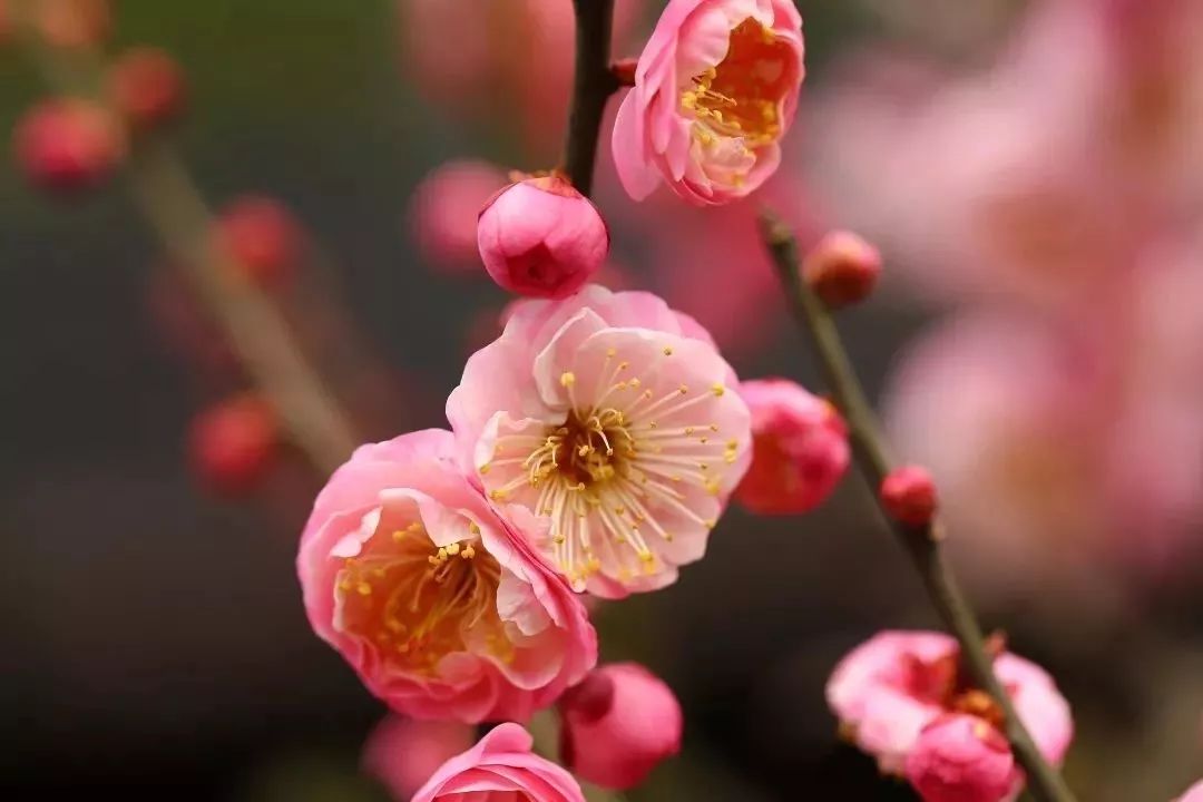 春节假期没嗨够怎么办？又一大波美轮美奂的景点等着你！乘公交直达