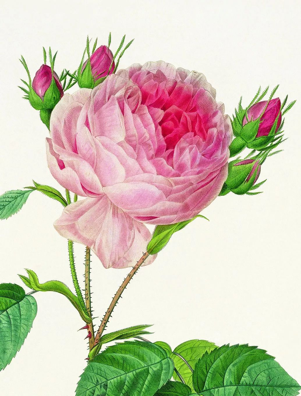 情人节想要给你永不褪色的浪漫,情人节送给彼此的浪漫