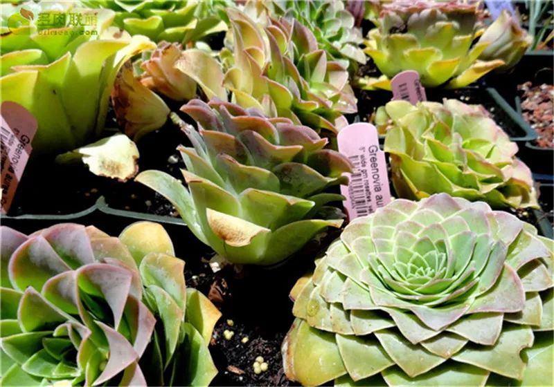 情人节浪漫仪式感玫瑰花,浪漫情人节甜蜜献礼