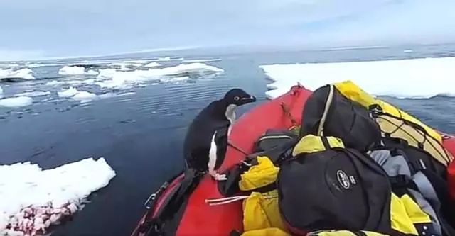 企鹅上岸一脸懵,企鹅跳到船上发现不对赶紧溜了