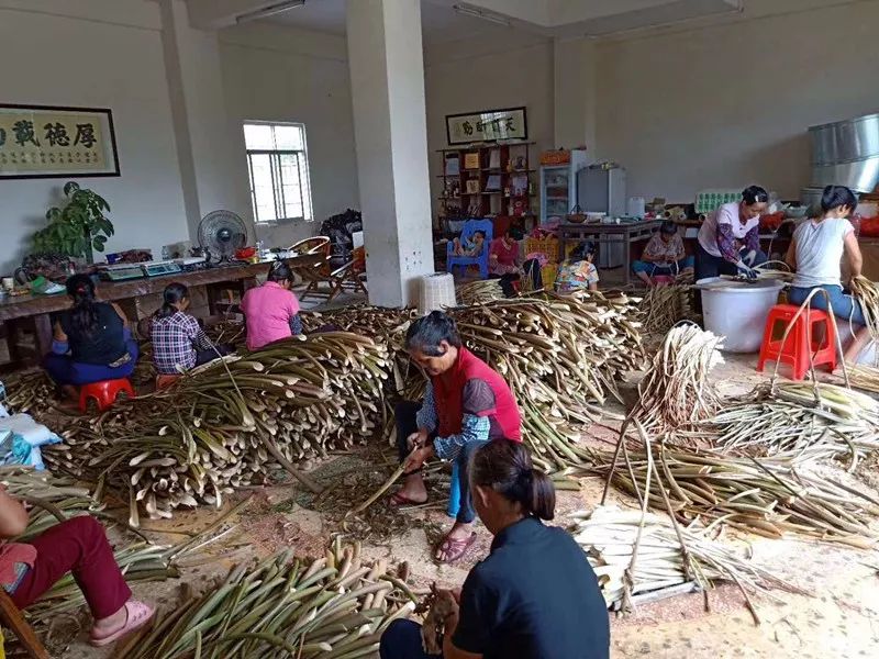 放弃高薪回村卖农产品,芋苗大规模种植