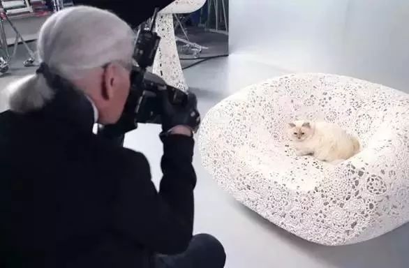 老佛爷的所有家产最后留给了猫 (老佛爷的猫死后谁来继承他的遗产)