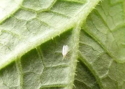 涨知识丨防治小白蛾子,用什么方法好?