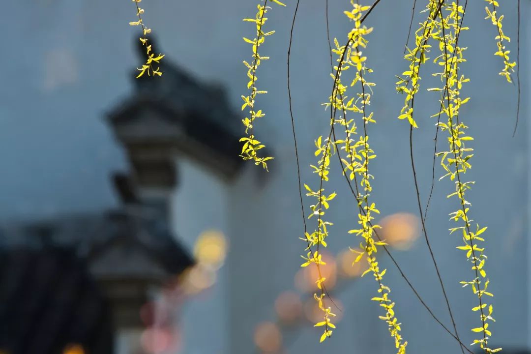 夜话丨听，这是春天的声音