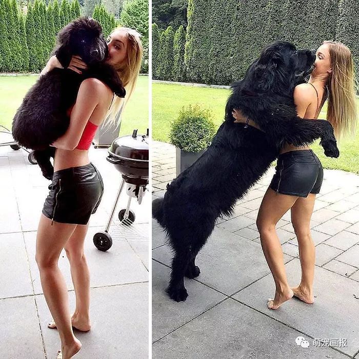 家里有一只大块头纽芬兰犬，是怎样的一种体验？