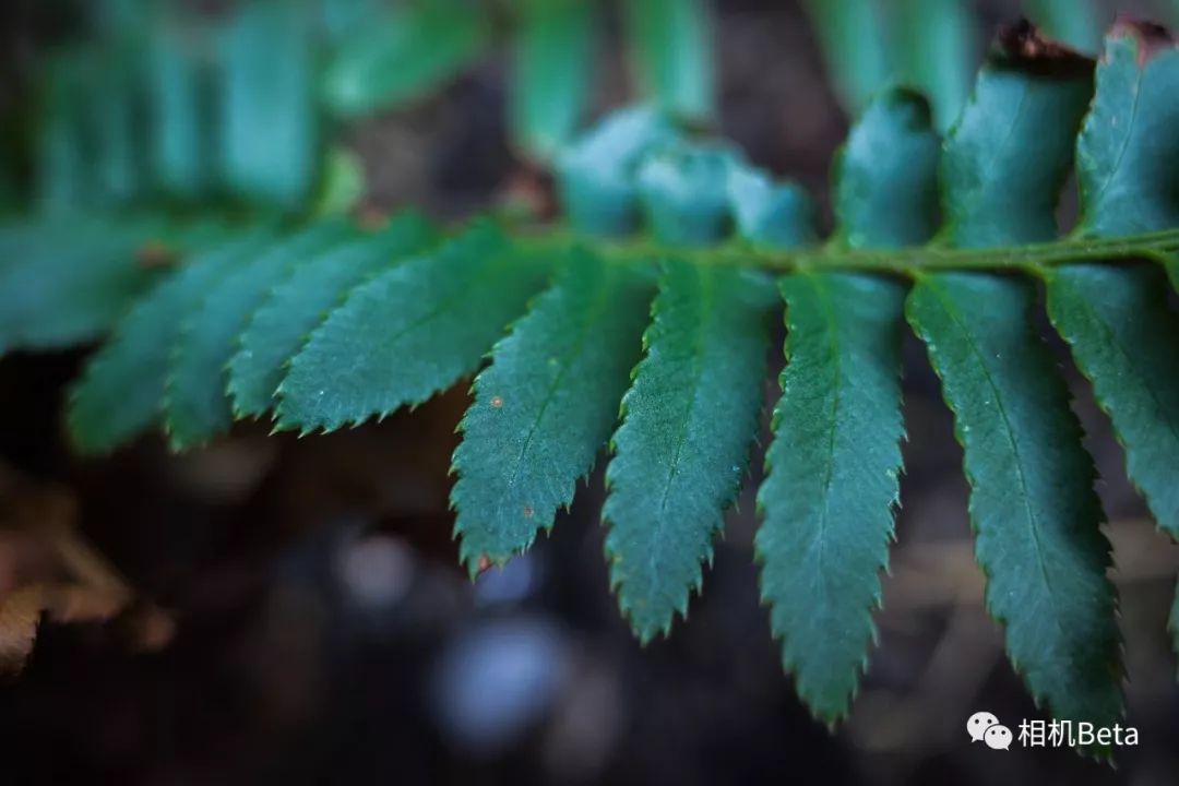 理光GRIII真机实拍样片