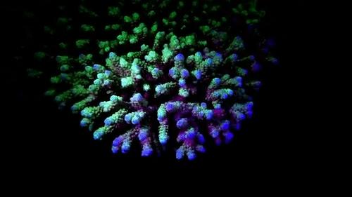 你见过企鹅破壳的瞬间吗,你见过企鹅下蛋吗