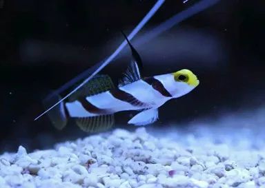 海水鱼外寄的方法,海水鱼外寄怎么处理