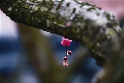 免费开放会文雅！诸暨“梅痴”耗时36年打造一座隐世“梅山”……