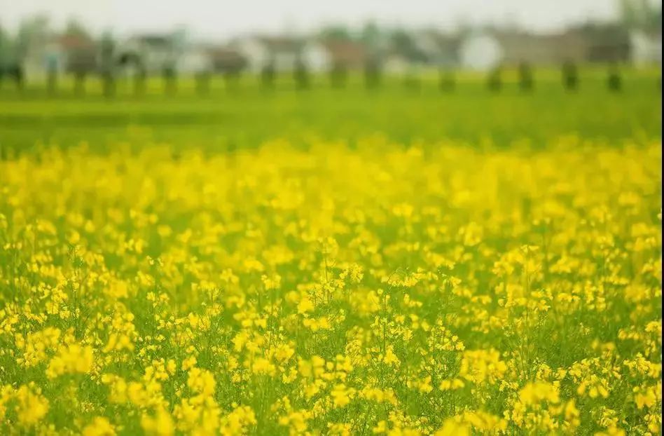 汉中最美油菜花节开幕,汉中油菜花节开幕式视频2020