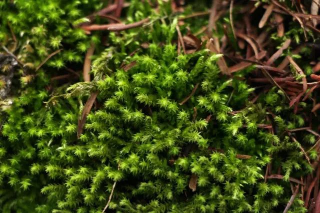 机构上百元的自然课程~春日踏青最常见的，孩子想知道的都在这里！大自然拓荒者小矮人~